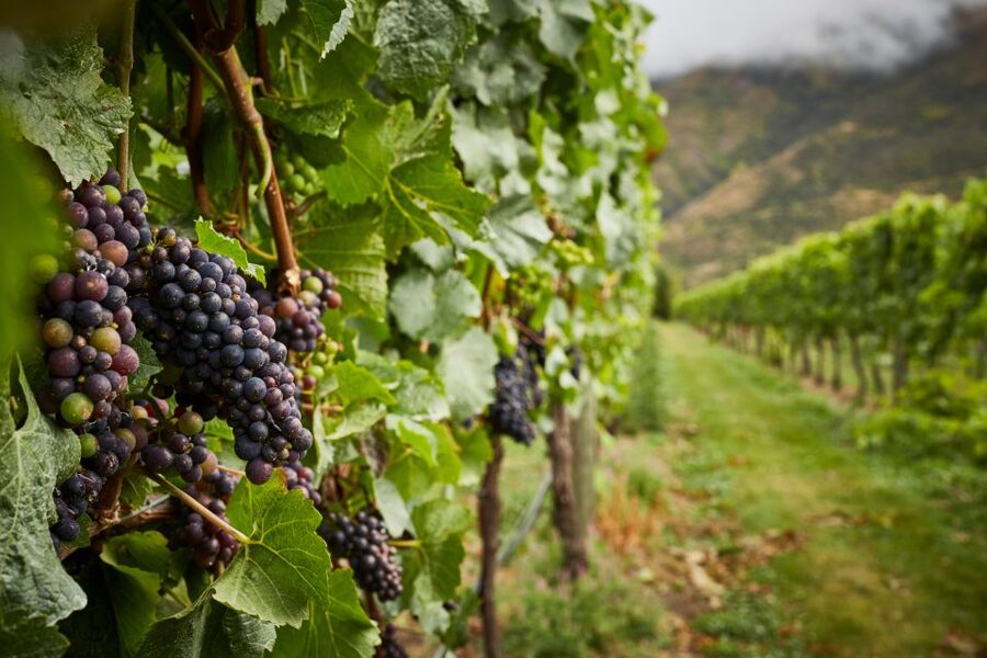 Gourmet Food and Wine Tour with Lunch and Wine Tastings - A second winery and the character of the region