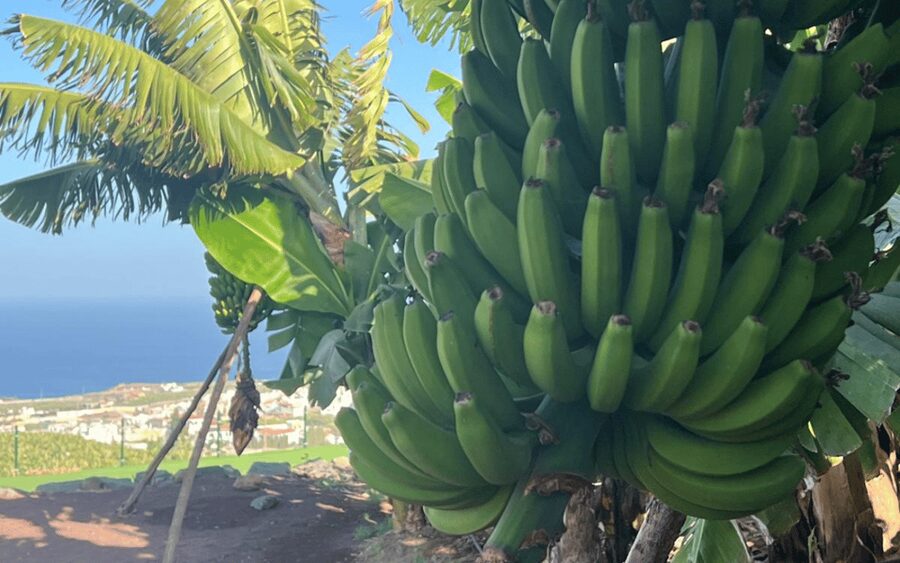 Gran Canaria: Rum, Wines and Banana Tour - Key things to know before you book
