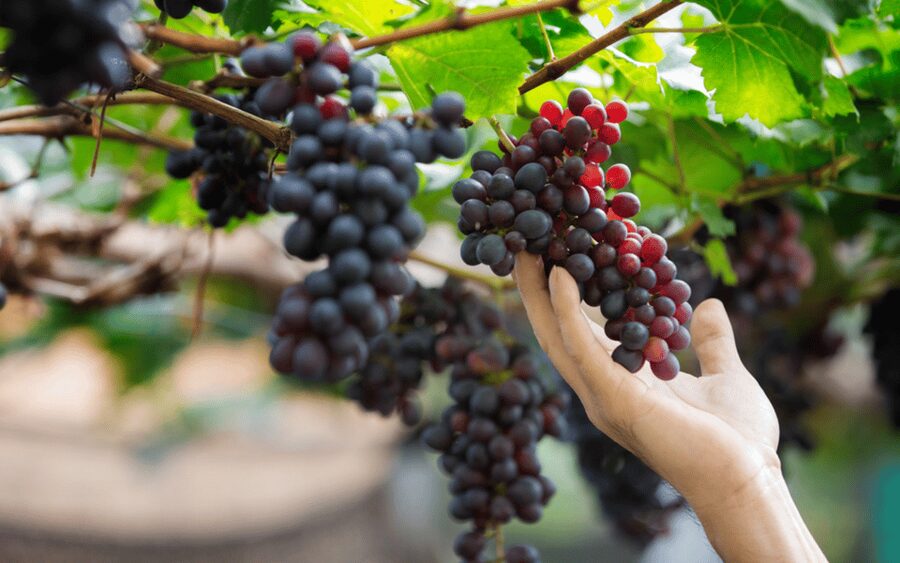 Gran Canaria: Rum, Wines and Banana Tour - A full day tasting northern Gran Canaria