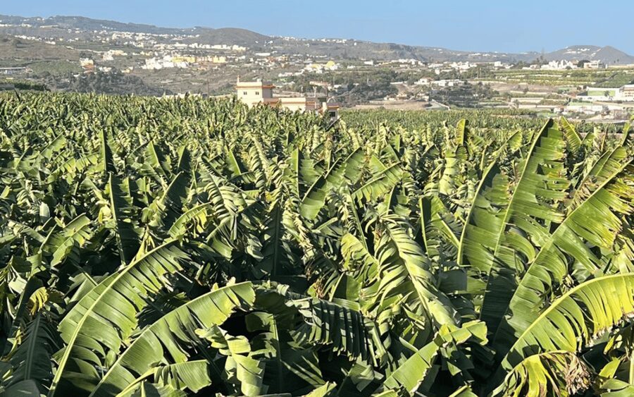 Gran Canaria: Rum, Wines and Banana Tour - Inside Arehucas, where sugar cane becomes rum