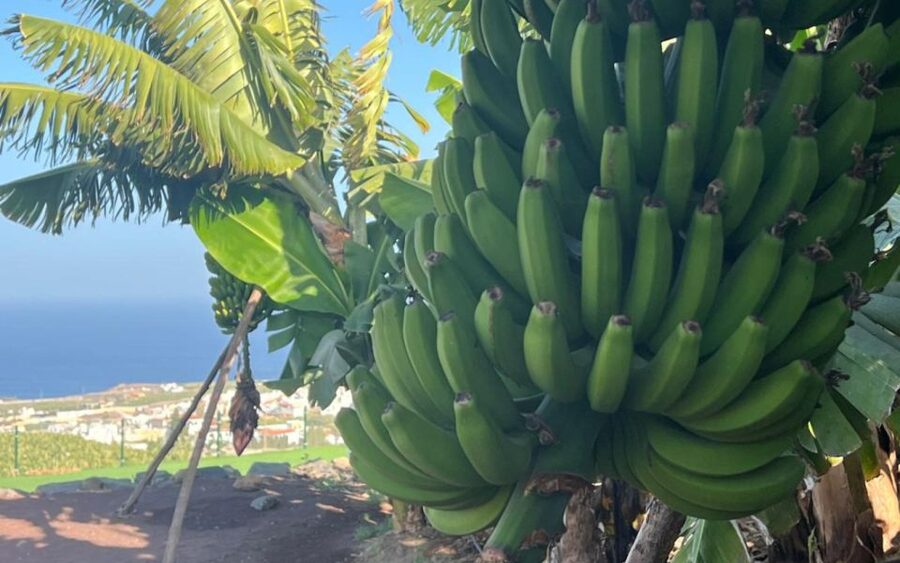 Gran Canaria: Rum, Wines and Banana Tour - Wine, coffee, and mojo in the Agaete hills