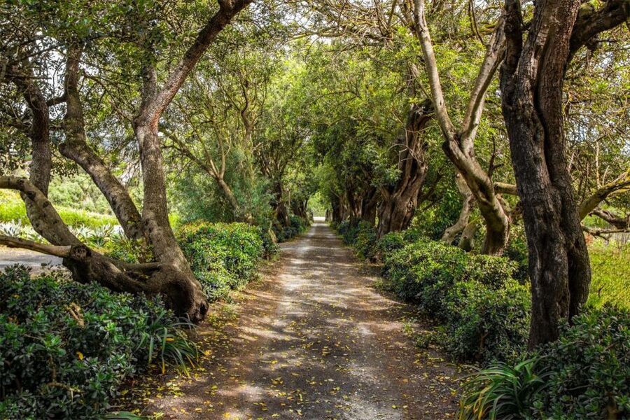 Gran Canaria: Winery Tour, Wine Museum, and Tasting - Why this old family winery is worth your time