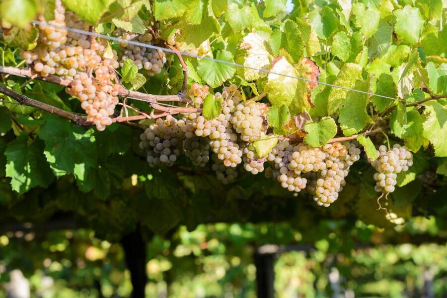 Granbazán Winery: Guided Tour and Wine Tasting - Practical details worth checking