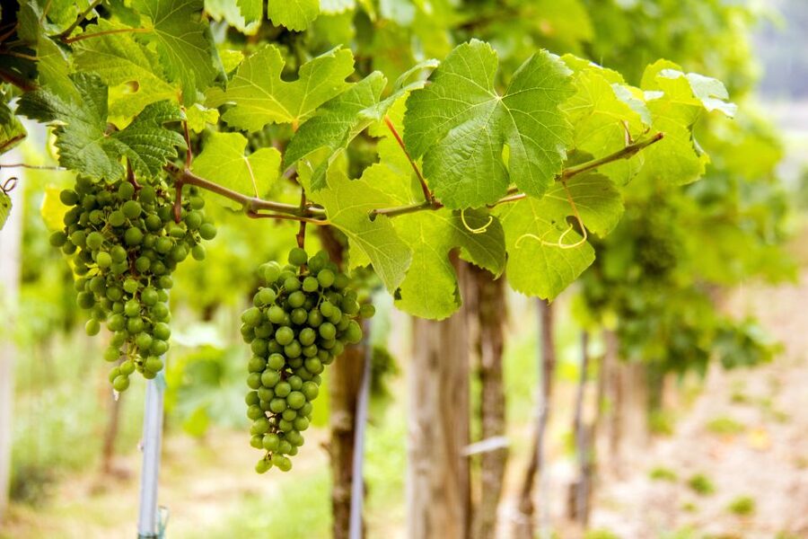 Grape Grazing: Wachau Valley Winery Biking Tour - Can you swim in the Danube?