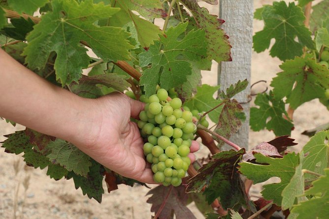 Guadalupe Valley Wine Route Tour in Baja California - The food stop is part of the value