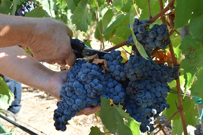 Guided Wine and Olive oil tasting - Who should book this Alghero experience?