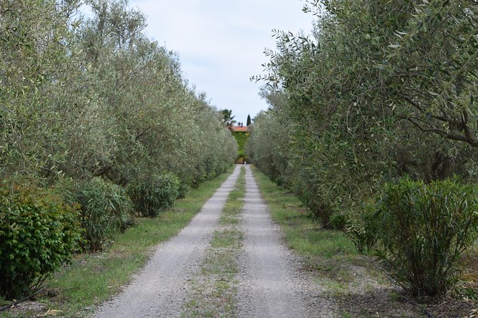 Guided Wine and Olive oil tasting - Practical details that can affect your decision