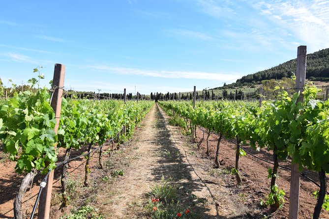 Guided Wine and Olive oil tasting - Should you book it?