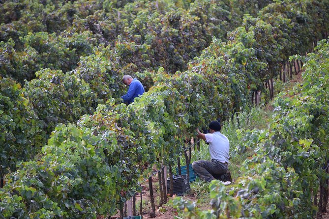 Guided Wine and Olive oil tasting - The guides: Valeria and Monica