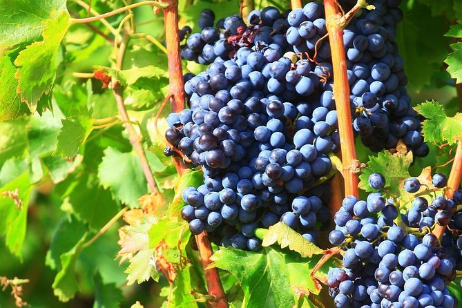 Half Day Great Vineyard Tour from Avignon - Leaving Avignon for the Rhône vineyards
