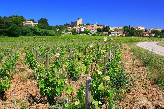 Half Day Great Vineyard Tour from Avignon - Is five hours enough?