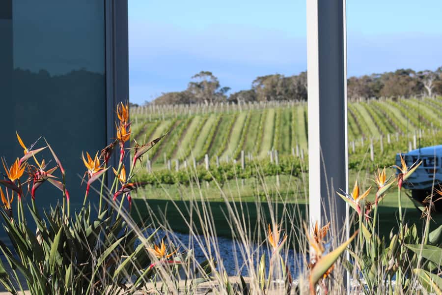 Half day Wine and Sights Discovery Tour Busselton - Local stories make the drive more useful