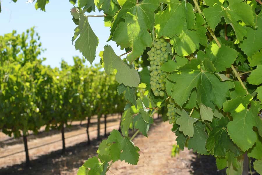 Half day Wine and Sights Discovery Tour Busselton - Chocolate, olive oil and other regional tastes