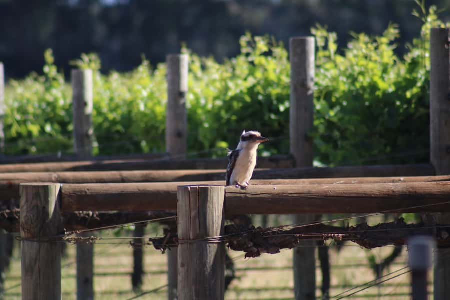 Half day Wine and Sights Discovery Tour Busselton - Returning through the Yallingup Hills