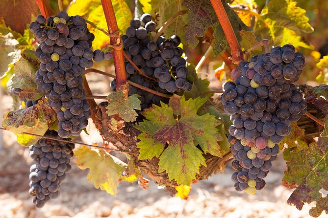 Half-Day Wine Tastings in the North Georgia Mountains - Canoe Vineyards and Winery in Talking Rock