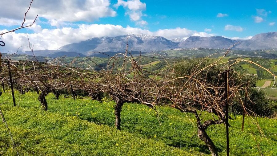 Heraklion: Cretan Wine Tasting Tour & Gourmet Lunch - The guide makes the difference