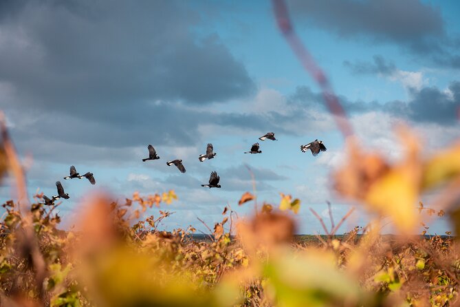 Hidden Gems: Boutique Full-Day Wine, Farm & Lunch Tour - Ashbrook Estate begins the wine program