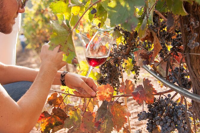 High-End Vineyard Escape: Cava, Tapas & Wine | Private Tour - Ca n’Estella: Cava, Family Stories, and a Veranda Lunch