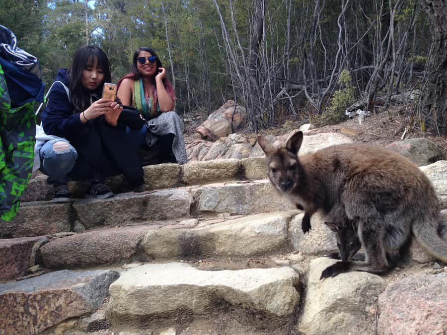 Hobart: Wineglass Bay & Freycinet National Park Active Tour - Cape Tourville gives you a different view