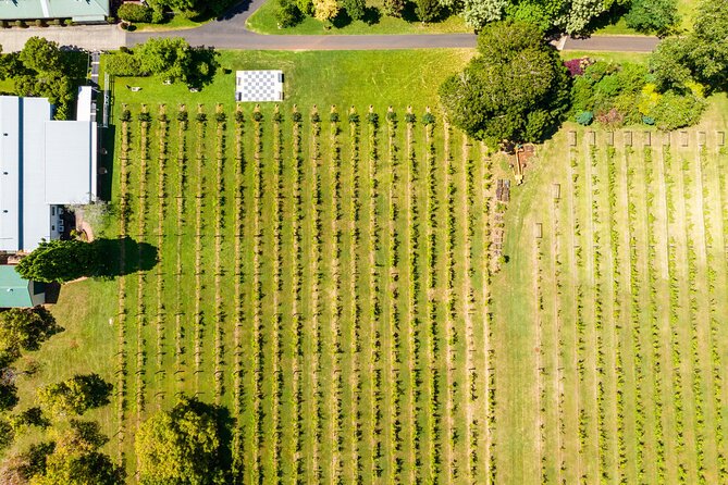 Hop on Hop off Wine tasting tour to Tamborine Mountain - Lunch is flexible, but not included
