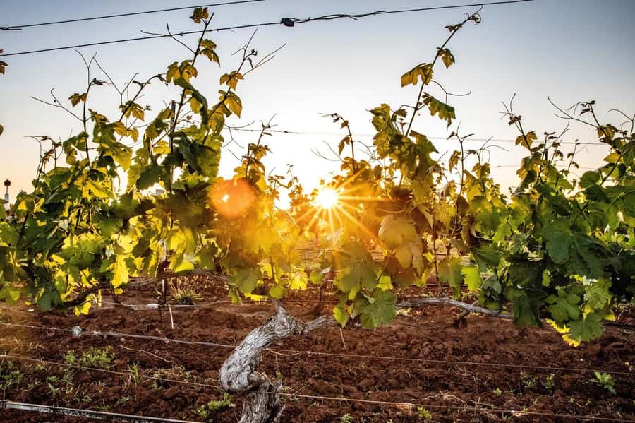 Hunter Valley: Wine Tour with 3 Tastings and Garden Lunch - From Sydney Harbour to Hunter Valley vineyards