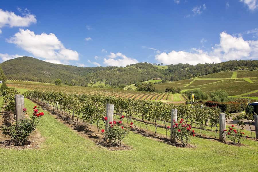 Hunter Valley: Wine Tour with 3 Tastings and Garden Lunch - The Hunter Valley Cheese Experience