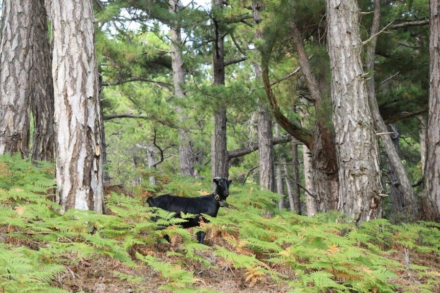 Jeep Safari in Thassos Mountain with picnic fruits & wine - Key points at a glance