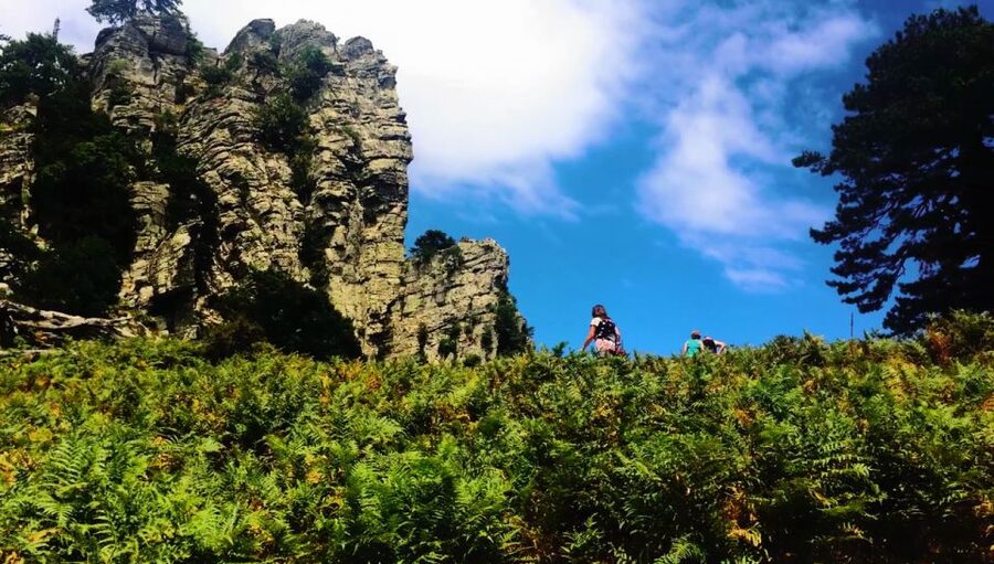 Jeep Safari in Thassos Mountain with picnic fruits & wine - Riding through Thassos’s pine forests