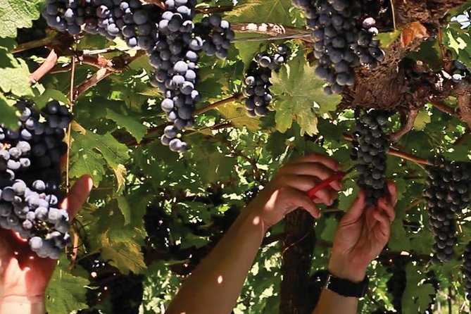 Jolimont Winery Tour - Visitation and Tasting - Canela RS - Following the route from grapes to bottles