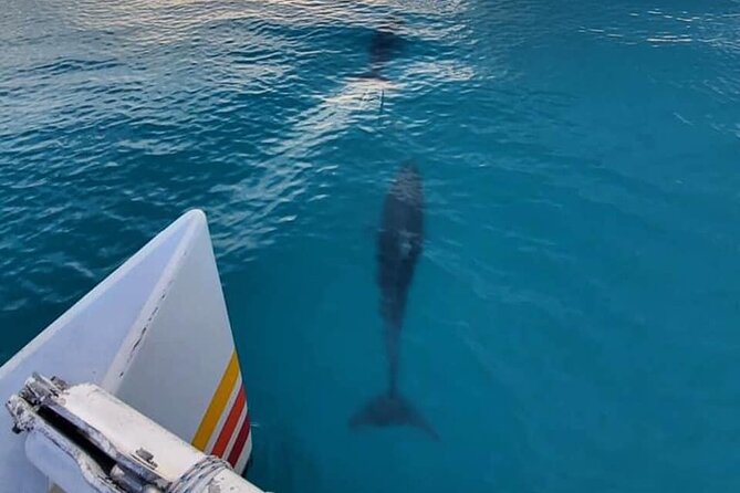Key West Sunset Sail: Dolphin Watching, Wine, and Tapas - Leaving Key West Historic Seaport