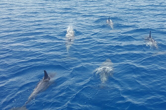 Key West Sunset Sail: Dolphin Watching, Wine, and Tapas - Cancellation and practical booking notes