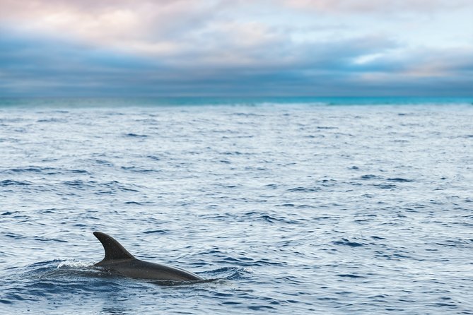 Key West Sunset Sail: Dolphin Watching, Wine, and Tapas - Looking for dolphins in open water