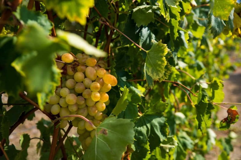 Konavle Valley: Tour with Wine Tasting from Dubrovnik - A little train through the vineyards