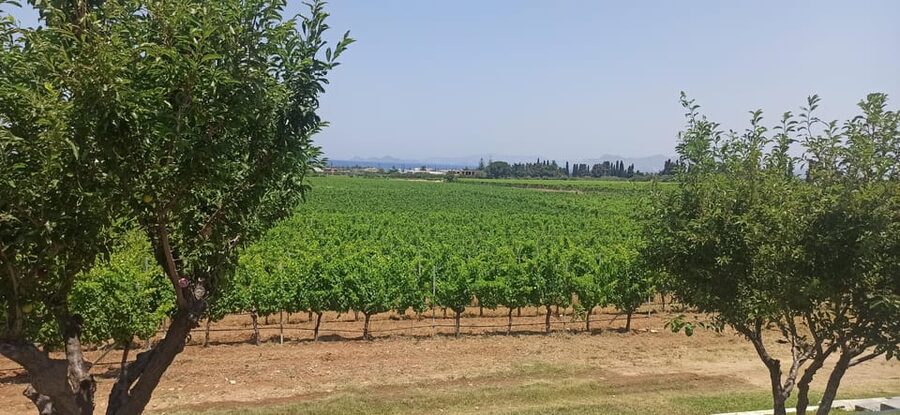 Kos: Wineries Tour w/ Wine Tastings & Transportation - Should you book the Kos wineries tour?