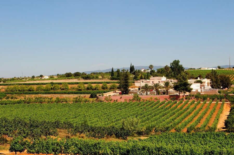 Lagoa: Guided Winery Tour and Local Wine Tasting - Starting at the reception and Wine Shop