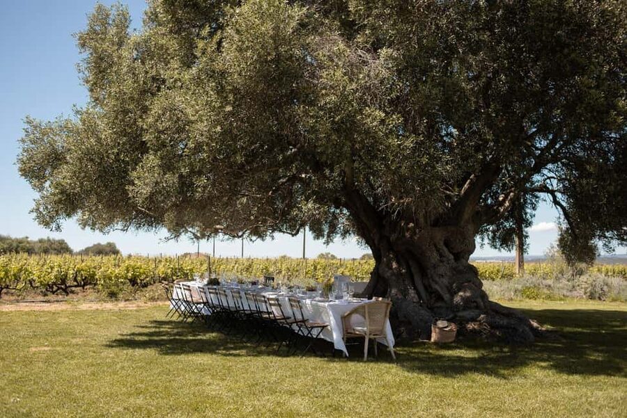 Lagoa: Vineyard Tour and Wine Tasting - Who should book this Algarve wine experience?