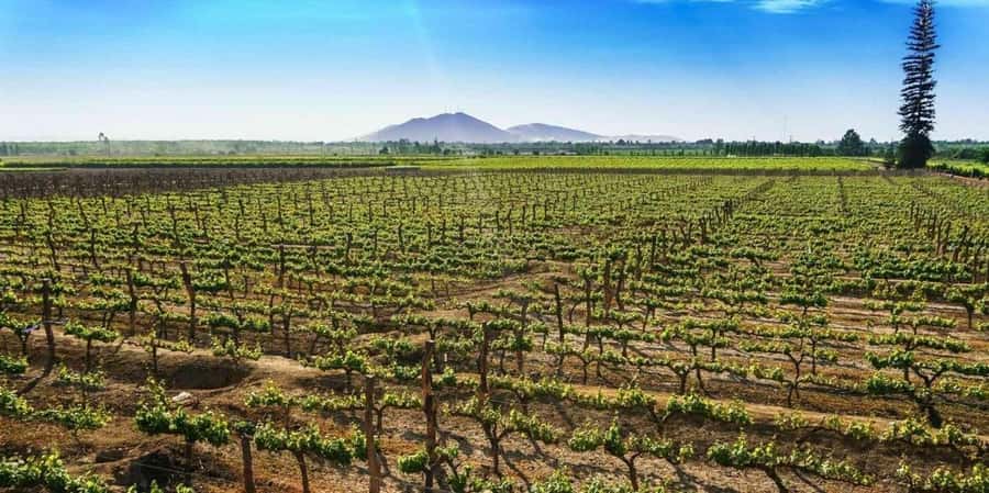 Lagos/Praia da Luz: Wine Tour, Tastings, Tapas, and Music - The final 20 minutes in the shop