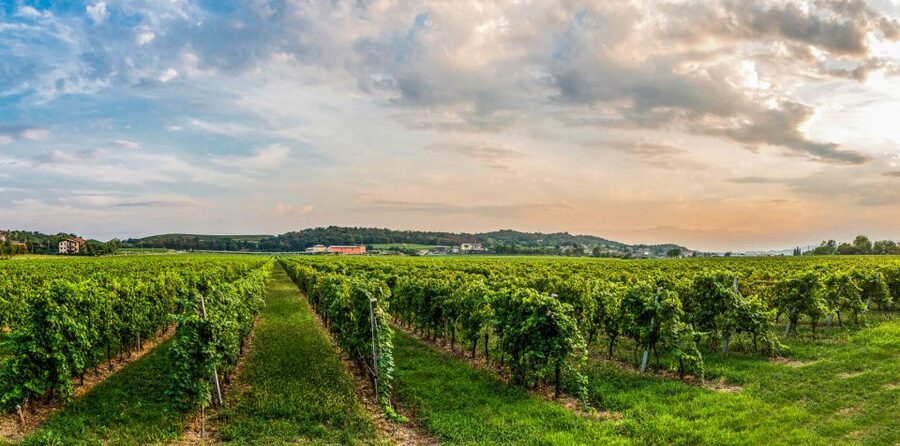 Lake Garda: Garda Hills Wine Tour and Tasting - Four wines, with a possible fifth