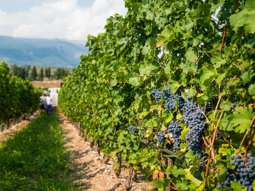 Lake Garda: Garda Hills Wine Tour and Tasting - Languages, timing, and practical planning