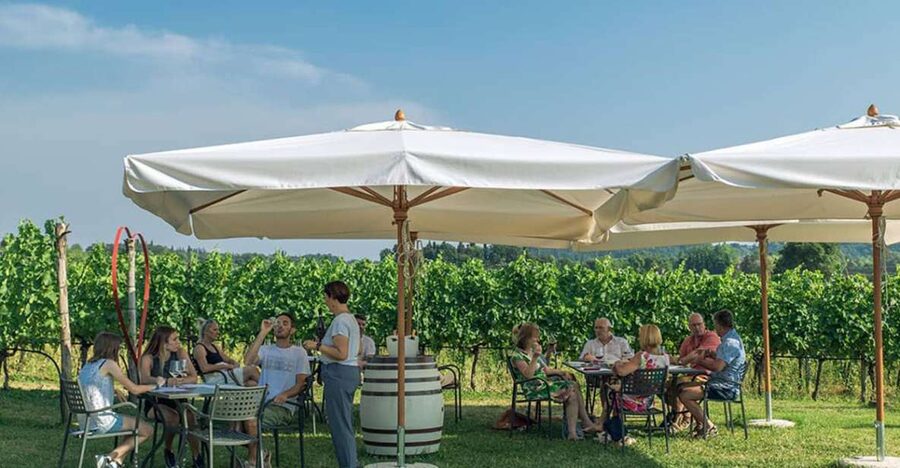 Lake Garda: Wine and Food Tastings in the Vineyards - Six wines among the vines in Lazise