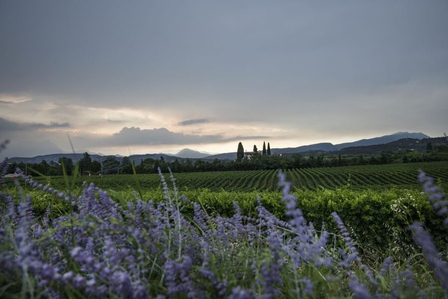 Lake Garda: Wine Tour and Tasting Experience in Bardolino - The views over Bardolino and Lake Garda