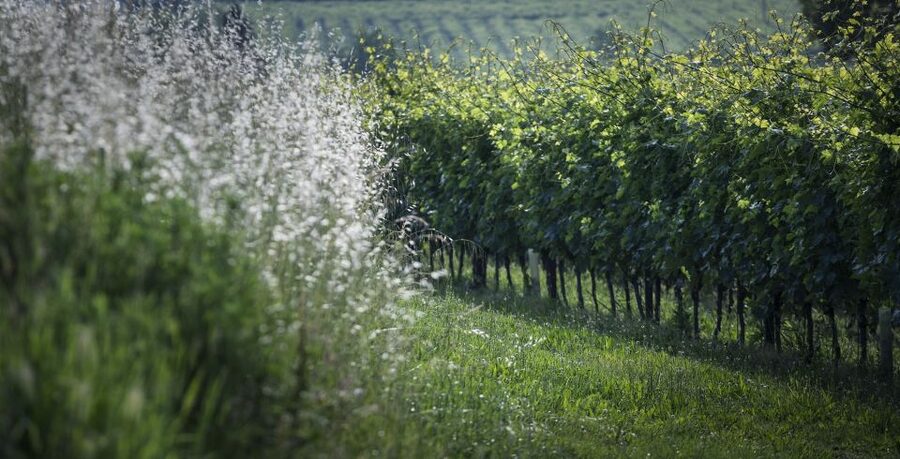 Lake Garda: Wine Tour and Tasting Experience in Bardolino - A friendly guide makes the difference