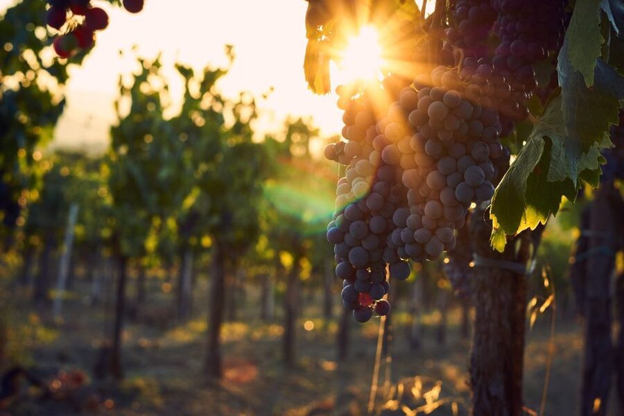 Lake Garda: Wine Tour and Tasting Experience in Bardolino - Should you book the Tenuta La Cà wine tour?