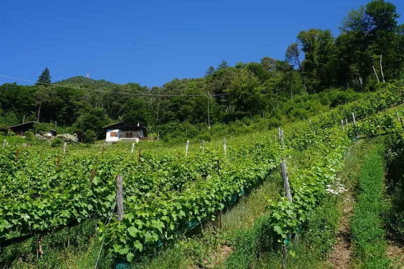 Lake Ledro: wine Pic Nic with stunning Lake View - Price and what you receive for $58