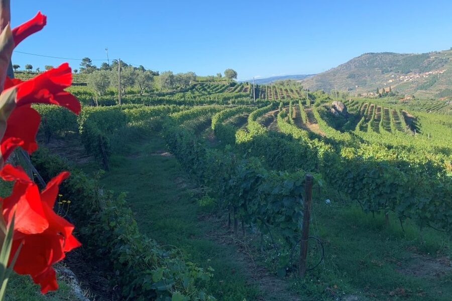 Lamego: Quinta da Portela de Baixo Winery Tour and Tasting - The wine cellar museum tells the first part of the story