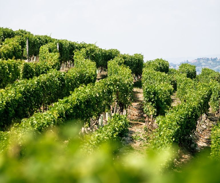 Langhe & Monferrato: Vineyard Tour and Wine Tasting - Useful details before you book