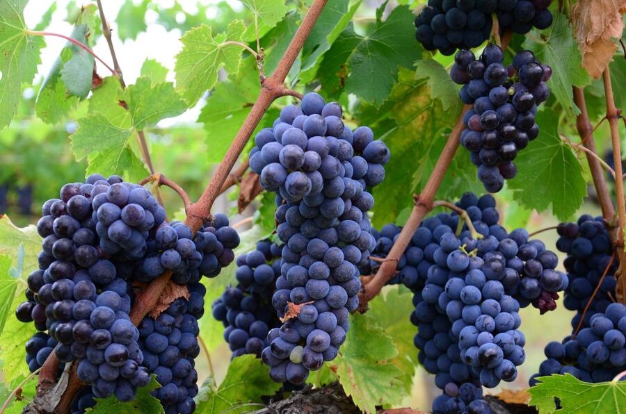 Langhe: Winery Tour and Wine Tasting - What you taste during the four-wine flight