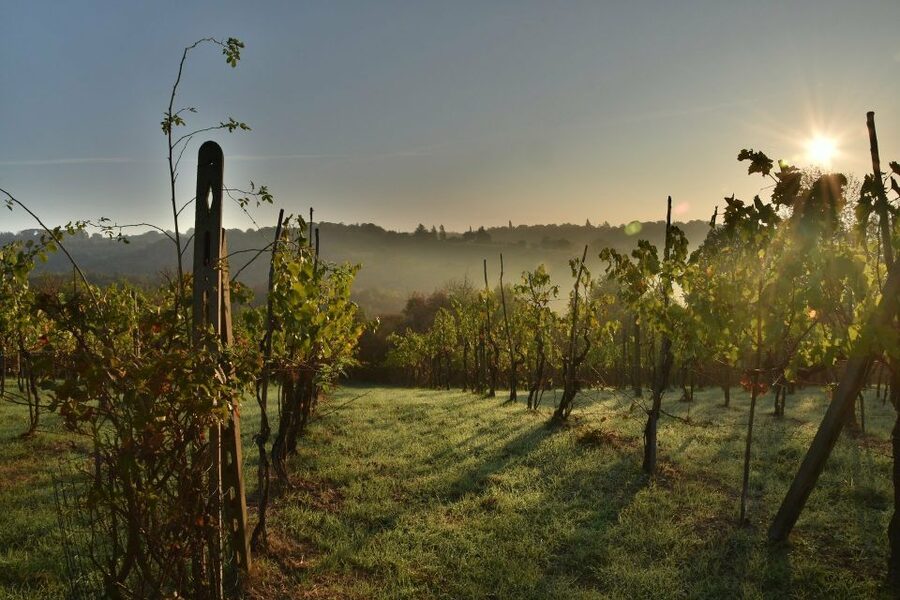 Langhe: Winery Tour and Wine Tasting - Who will enjoy this winery tour most