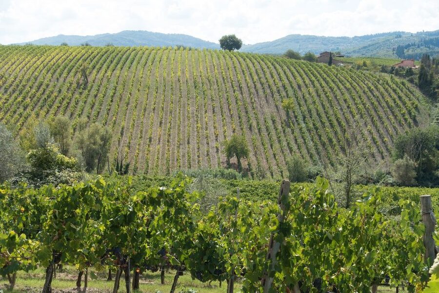 Langhe: Winery Tour and Wine Tasting - Should you book the La Morra wine experience?