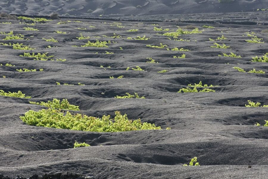 Lanzarote: Vineyard Tour with Wine and Chocolate Tasting - Practical details that make the visit easier